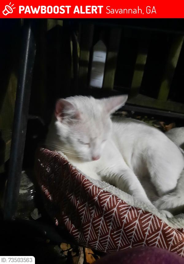 Lost Male Cat last seen Quacco rd, Savannah, GA 31419