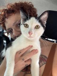 Found/Stray Male Cat last seen Theator and abondoned lot, Los Angeles, CA 90007