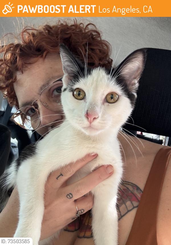 Found/Stray Male Cat last seen Theator and abondoned lot, Los Angeles, CA 90007