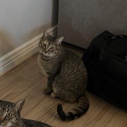 Reunited Female Cat last seen Near E 4025 S, Millcreek, UT 84124, Millcreek, UT 84124