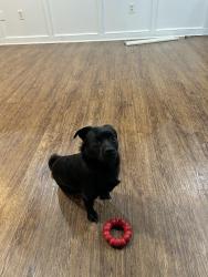 Lost Male Dog last seen Springhill Newtown rd, La Plata, MD 20646