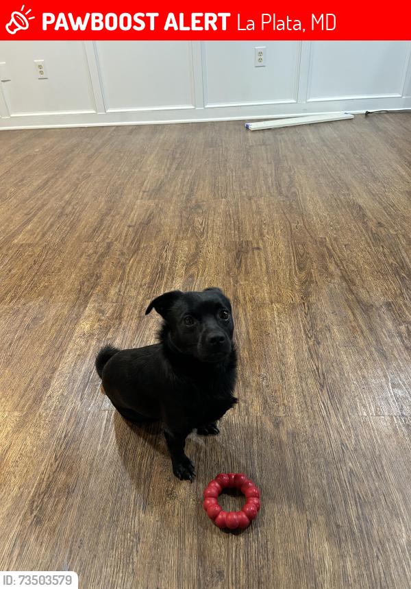 Lost Male Dog last seen Springhill Newtown rd, La Plata, MD 20646