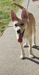 Reunited Female Dog last seen High St, Henderson St, Bloomington, IN 47401