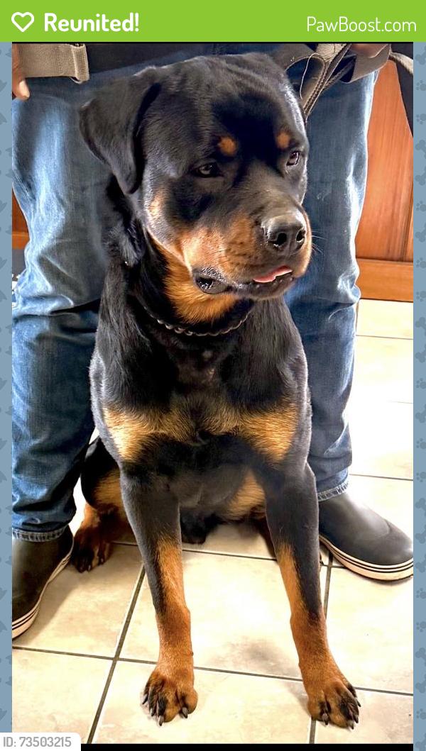 Reunited Male Dog last seen Fitzgerald Street, Lafayette, LA 70501