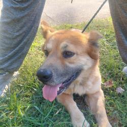 Reunited Male Dog last seen Gates Street, Forest Hills Neighborhood, Salisbury, NC 28144