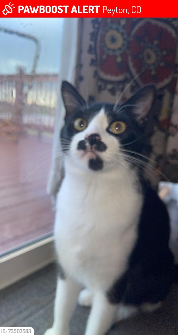 Lost Male Cat last seen Woodmen hills elementary school, Peyton, CO 80831