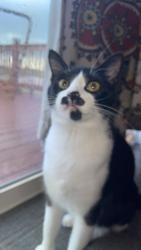 Lost Male Cat last seen Woodmen hills elementary school, Peyton, CO 80831