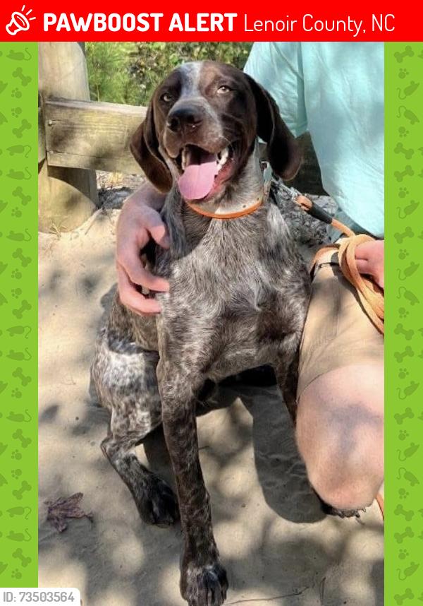 Lost Male Dog last seen Cameron Langston Rd / Hugo Rd, Lenoir County, NC 28501