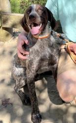 Lost Male Dog last seen Cameron Langston Rd / Hugo Rd, Lenoir County, NC 28501