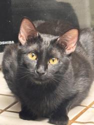 Reunited Female Cat last seen Northwestern Ct and Minessota going over a fence towards Crowell, Turlock, CA 95382