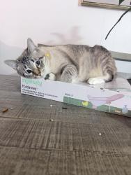 Reunited Female Cat last seen Near shannon Hills, Houston, TX 77099