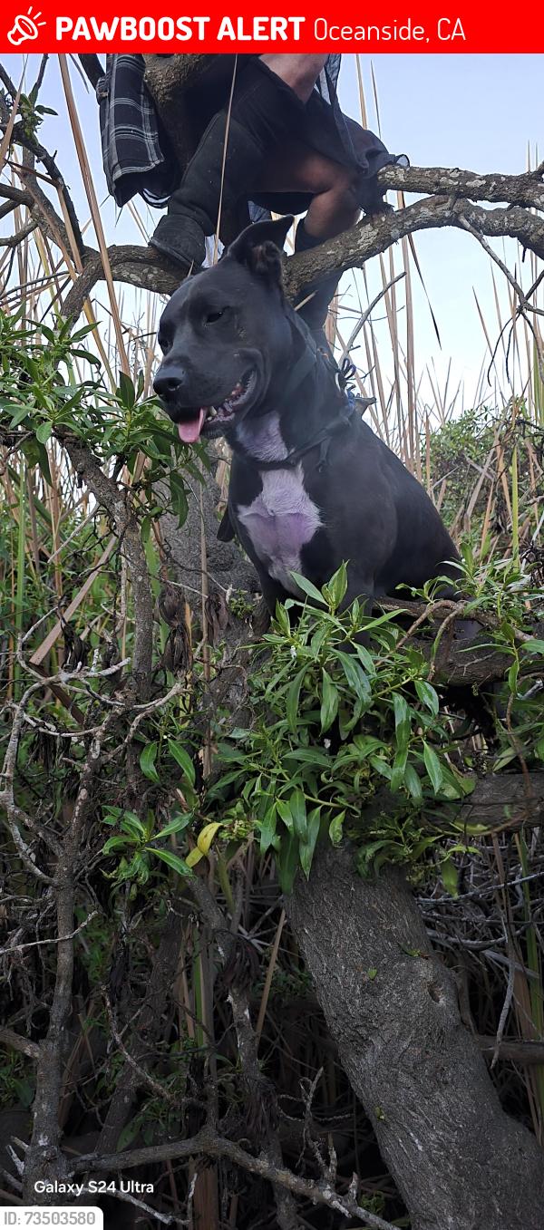 Lost Male Dog last seen Near and loretta st, Oceanside, CA 92058