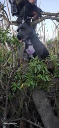 Lost Male Dog last seen Near and loretta st, Oceanside, CA 92058
