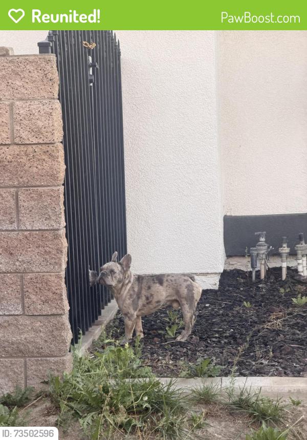 Reunited Male Dog last seen Lake street downtown Huntington Beach, Huntington Beach, CA 92648