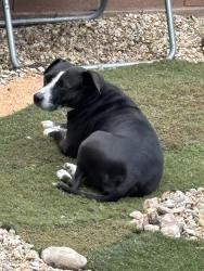 Reunited Female Dog last seen Liberty HS/Bermuda/Starr, Henderson, NV 89052