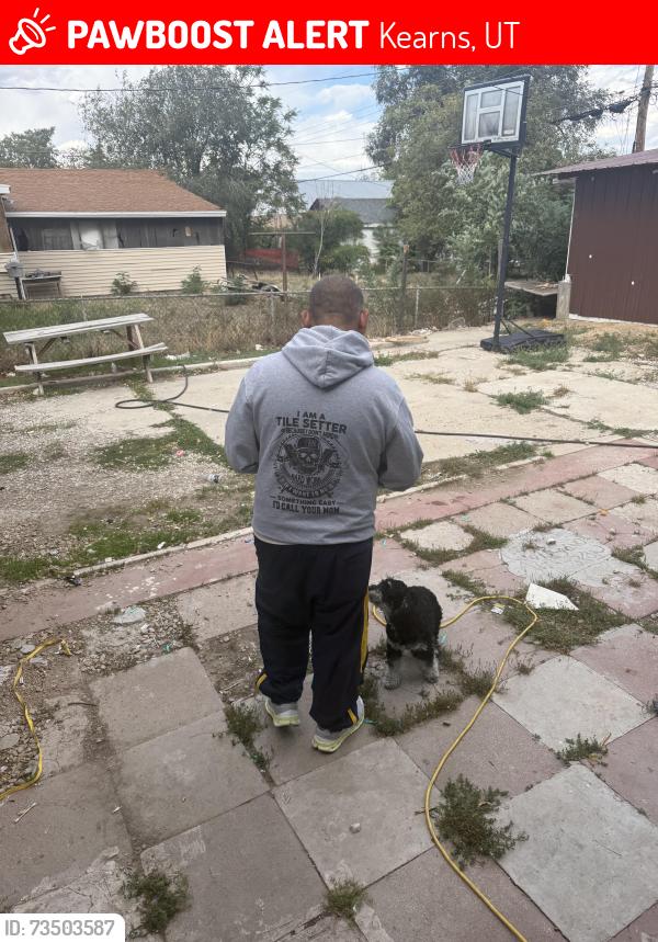 Lost Male Dog last seen Near w 5655 s, Kearns, UT 84118