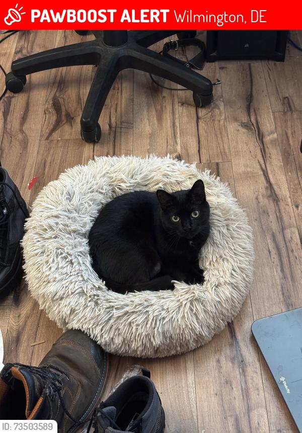 Lost Female Cat last seen Near delaview Avenue Wilmington DE 19810, Wilmington, DE 19810