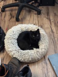 Lost Female Cat last seen Near delaview Avenue Wilmington DE 19810, Wilmington, DE 19810
