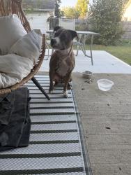 Found/Stray Female Dog last seen Stop 10 and walnut, Southport, IN 46227