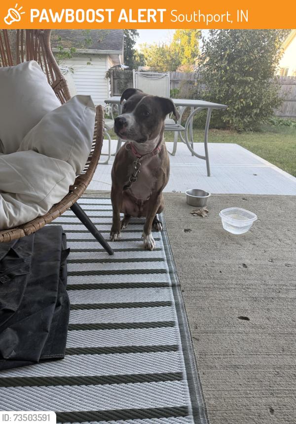 Found/Stray Female Dog last seen Stop 10 and walnut, Southport, IN 46227