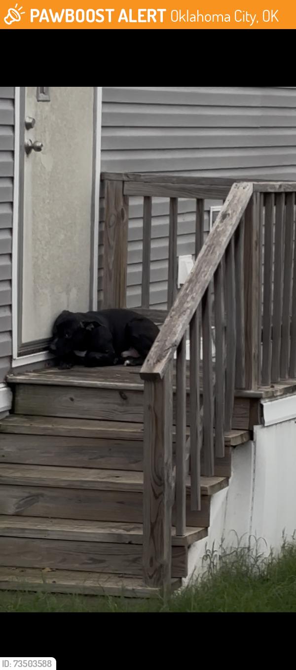 Found/Stray Male Dog last seen Trailers, Oklahoma City, OK 73127
