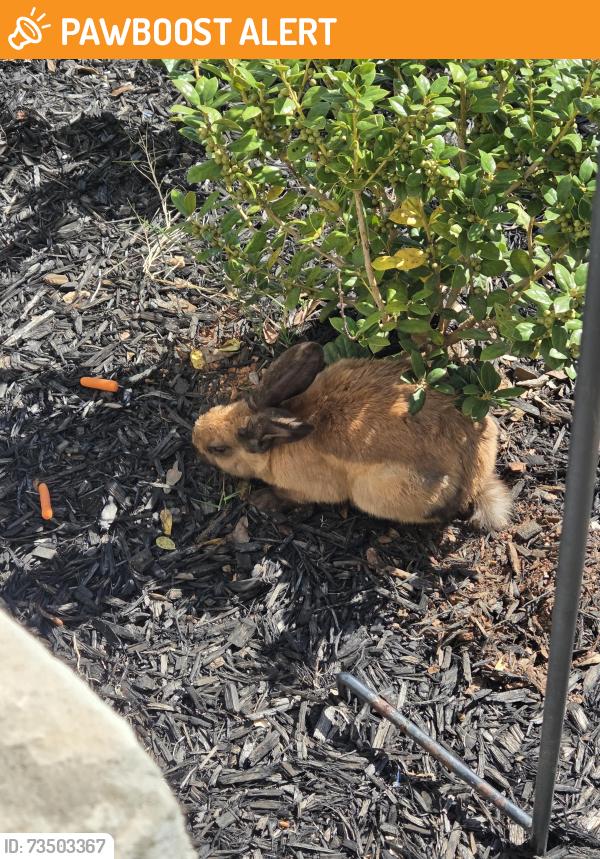 Found/Stray Unknown Rabbit last seen Belcher Rd and Stonemill Trail, Spartanburg County, SC 29316