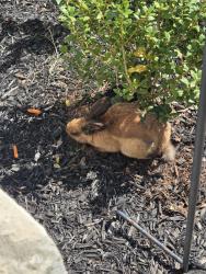 Found/Stray Unknown Rabbit last seen Belcher Rd and Stonemill Trail, Spartanburg County, SC 29316