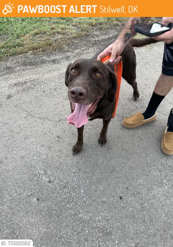 Found/Stray Male Dog last seen 2nd st & w blackjack st, Stilwell, OK 74960