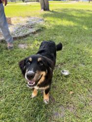 Found/Stray Unknown Dog last seen Janes dr, Wimauma, FL 33598