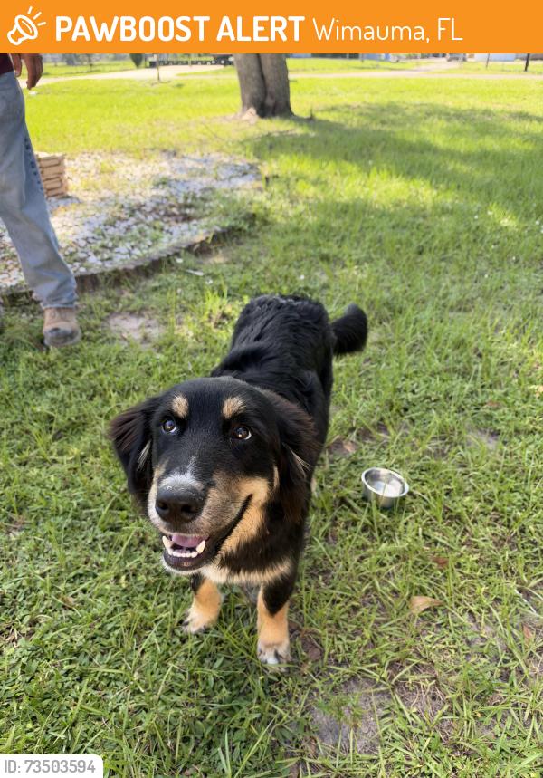 Found/Stray Unknown Dog last seen Janes dr, Wimauma, FL 33598