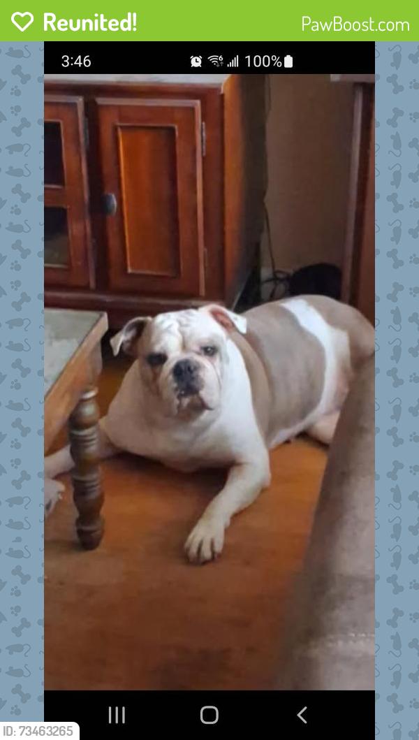Reunited Female Dog last seen Richey St., Pasadena, TX 77502