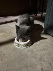 Found/Stray Male Cat last seen Stapley & McKellips, Mesa, AZ 85203