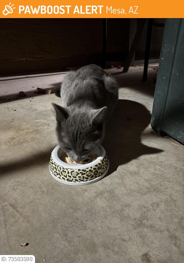 Found/Stray Male Cat last seen Stapley & McKellips, Mesa, AZ 85203