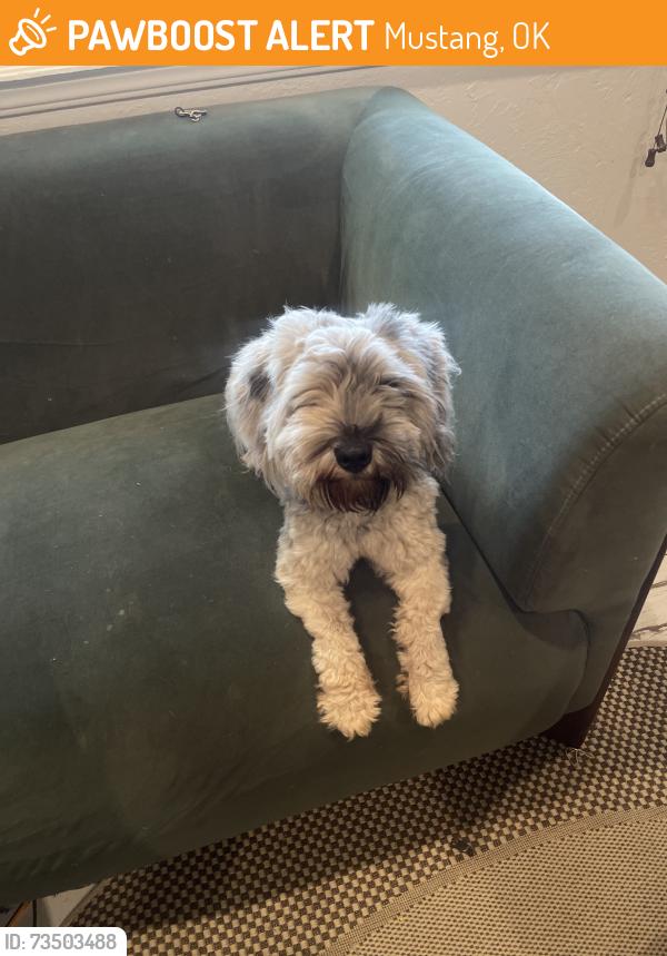 Found/Stray Unknown Dog last seen Meadow park- Mustang, Mustang, OK 73064