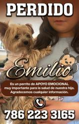 Reunited Male Dog last seen Near nw 50 Ave doral, Doral, FL 33178