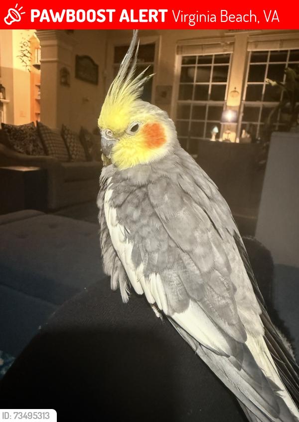 Lost Male Bird last seen Salem Rd/ Highland Cape Lane, Virginia Beach, VA 23456