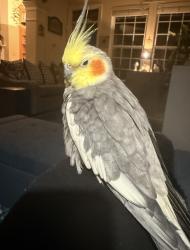 Lost Male Bird last seen Salem Rd/ Highland Cape Lane, Virginia Beach, VA 23456