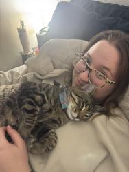 Reunited Male Cat last seen Hucks Fairview Heights, Fairview Heights, IL 62208