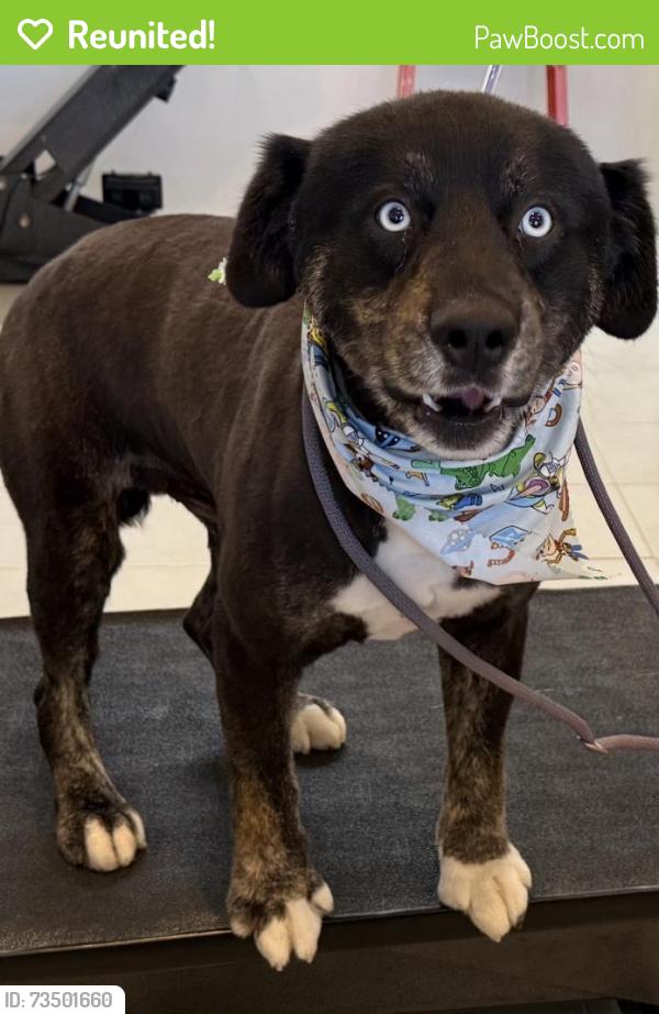 Reunited Male Dog last seen 59th and Falcon, Long Beach, CA 90805