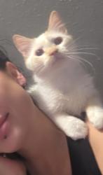 Lost Male Cat last seen Near lake street fort morgan colorado 80701, Fort Morgan, CO 80701