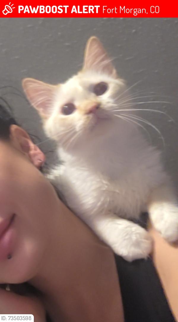 Lost Male Cat last seen Near lake street fort morgan colorado 80701, Fort Morgan, CO 80701