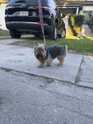 Reunited Male Dog last seen 39th ave, Miami, FL 33134