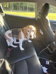 Reunited Male Dog last seen Short street, Chapel Hill, NC 27517
