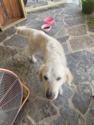 Reunited Male Dog last seen 91st aspen, Broken Arrow, OK 74012