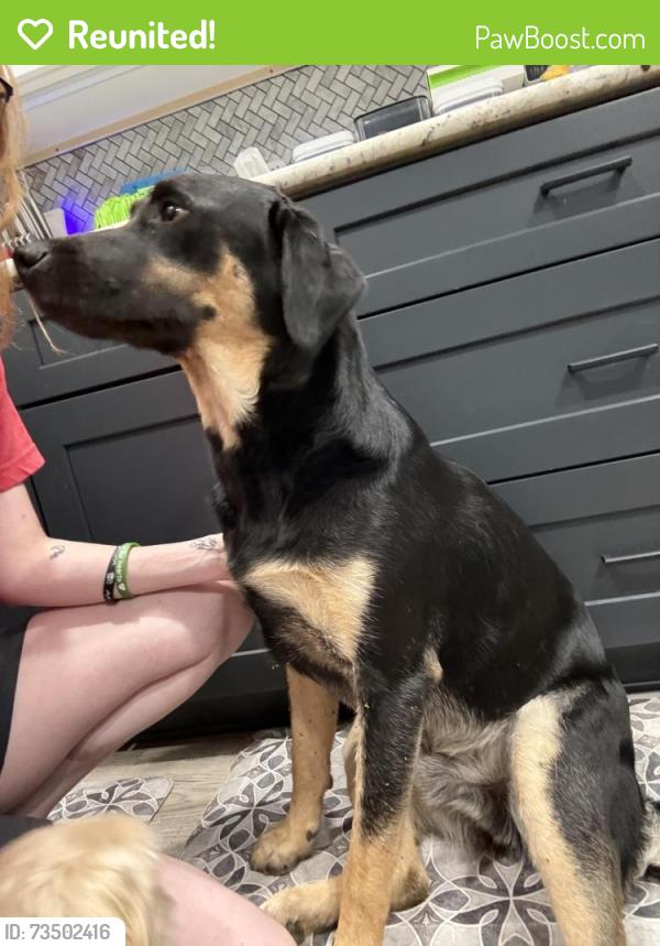 Reunited Male Dog last seen Colt Loop, Kyle, TX 78640, Kyle, TX 78640