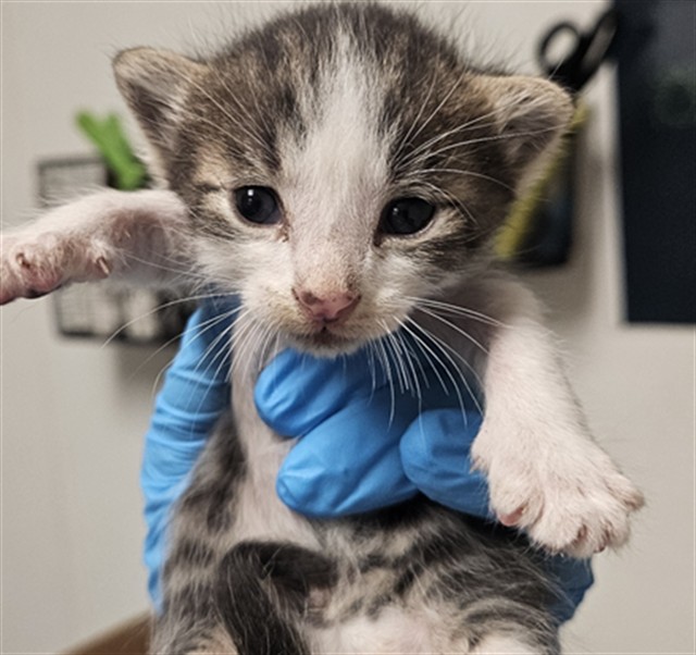 Shelter Stray Female Cat last seen Near BLOCK CHESTER AVE, BAKERSFIELD CA 93304, 3951 Fruitvale Ave, Bakersfield, CA 93308, USA