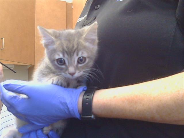 Shelter Stray Male Cat last seen MARBLE BAY CT/STONE CLIFF WAY, 95829, 3839 Bradshaw Rd, Sacramento, CA 95827, USA