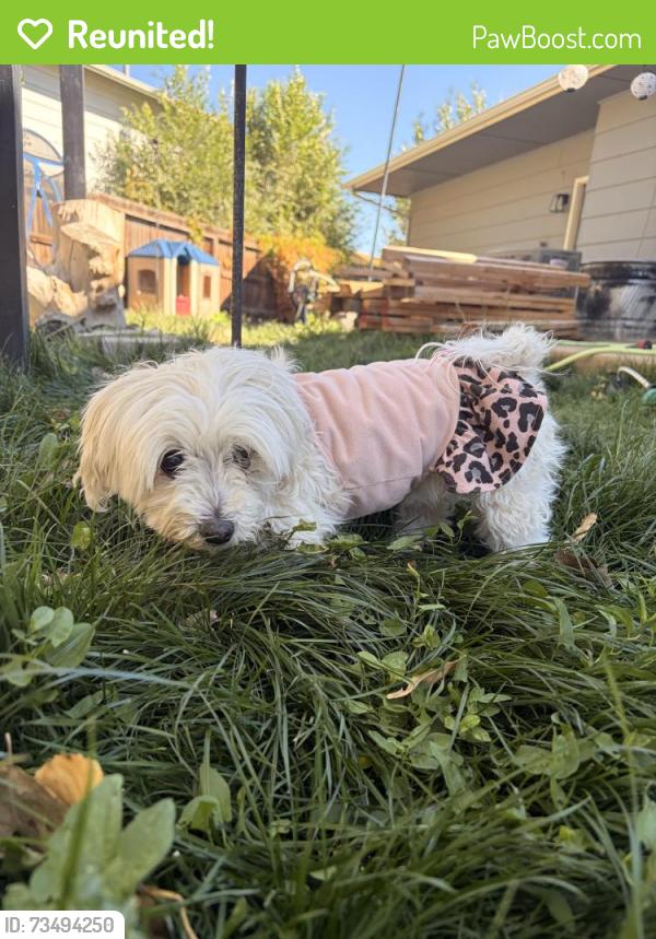 Reunited Female Dog last seen Grand valley dr, Colorado Springs, CO 80911