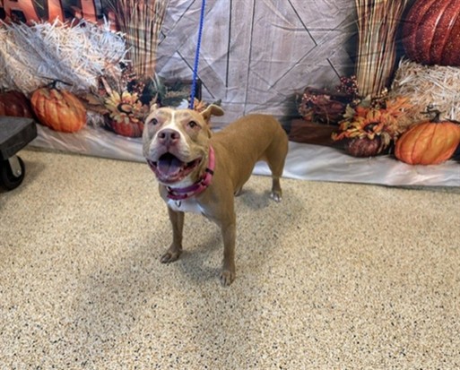 Shelter Stray Female Dog last seen Near BLOCK SW 116 TER, 3599 NW 79th Ave, Doral, FL 33122, USA