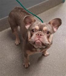 Shelter Stray Female Dog last seen E SAHARA AVE & S LAS VEGAS BLVD, 655 N Mojave Rd, Las Vegas, NV 89101, USA